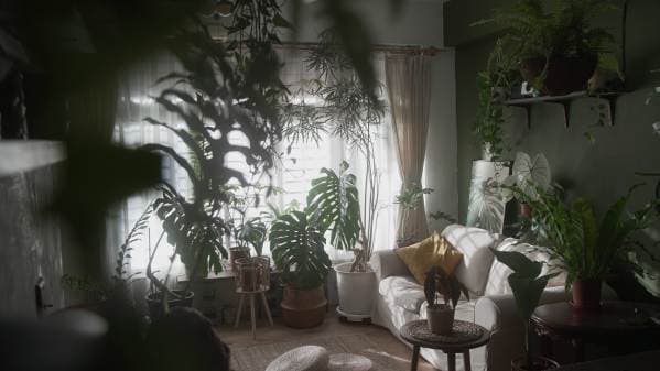 植日/A.Plantday/植物實景攝影棚/溫室/捷運明德站步行3分鐘