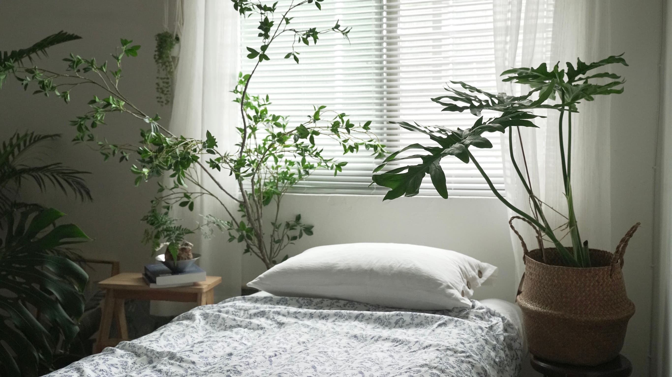 植日/A.Plantday/植物實景攝影棚/溫室/捷運明德站步行3分鐘 3