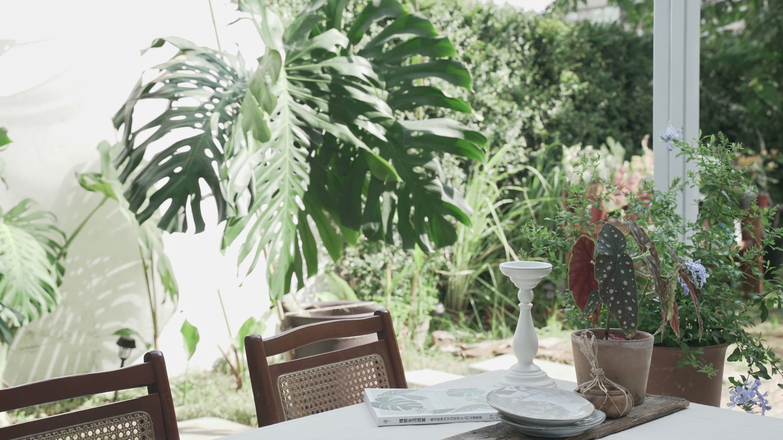 植日/A.Plantday/植物實景攝影棚/溫室/捷運明德站步行3分鐘 4