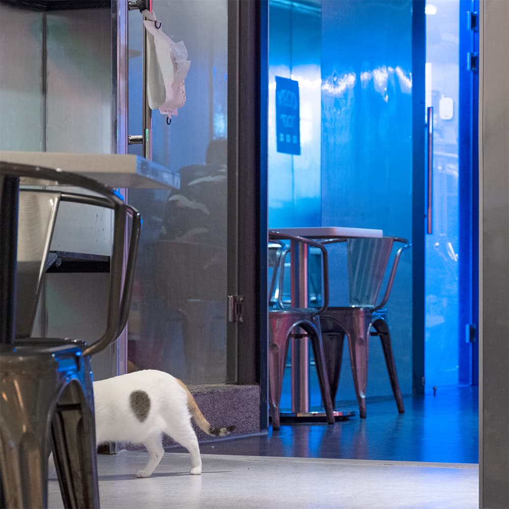 24N4X & YAONG CAFFE 韓國服飾複合式韓系貓咪咖啡廳 / 展演空間 基隆店